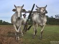oxen in cambodia